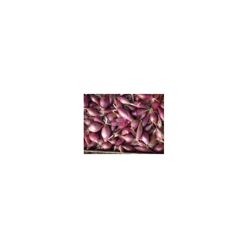 Bulbes oignons rouge redbaron 20 kg