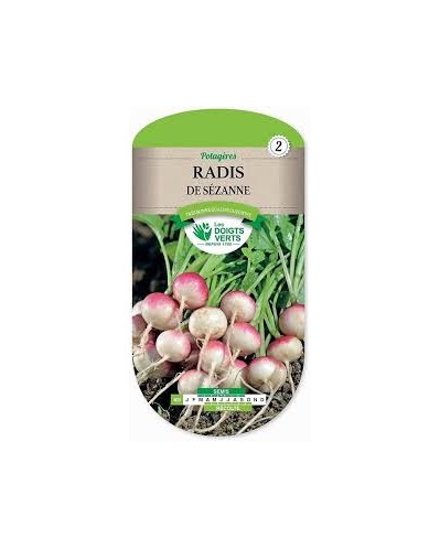 Radis de sezanne
