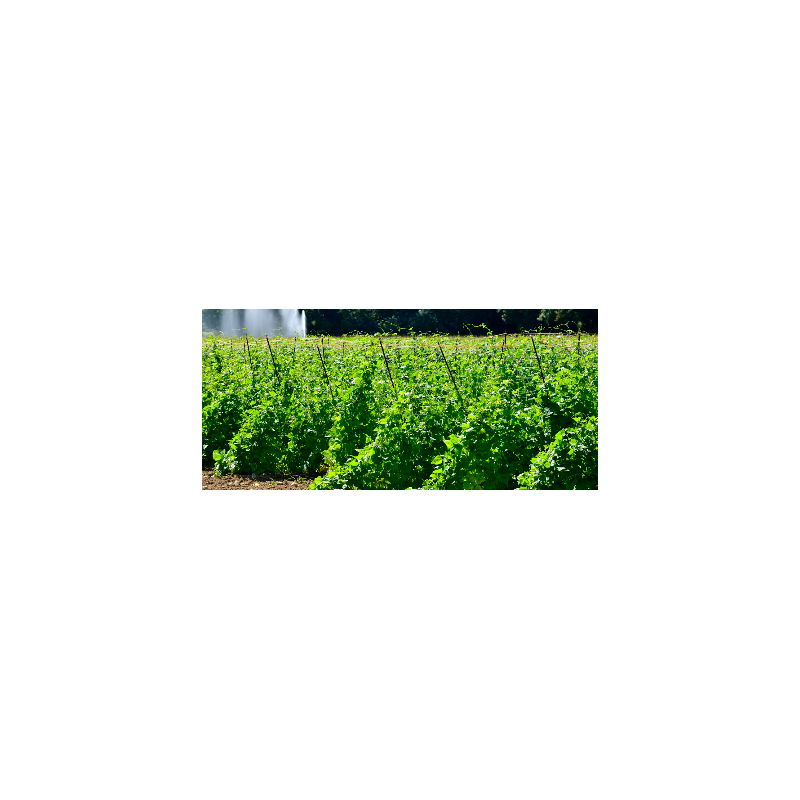 Haricot Tarbais Lapujole 500 g Rame